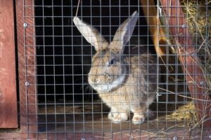 How To Protect Rabbits From-Predators