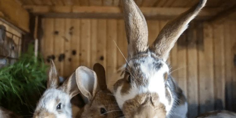 How To Protect Rabbits From Predators