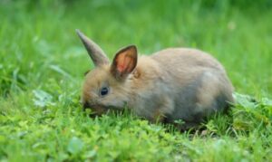 How To Reduce Calcium In Your Rabbit's Diet
