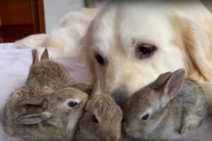 How To Save Baby Bunnies From-Dogs