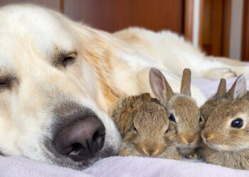How To Save Baby Bunnies From Dogs
