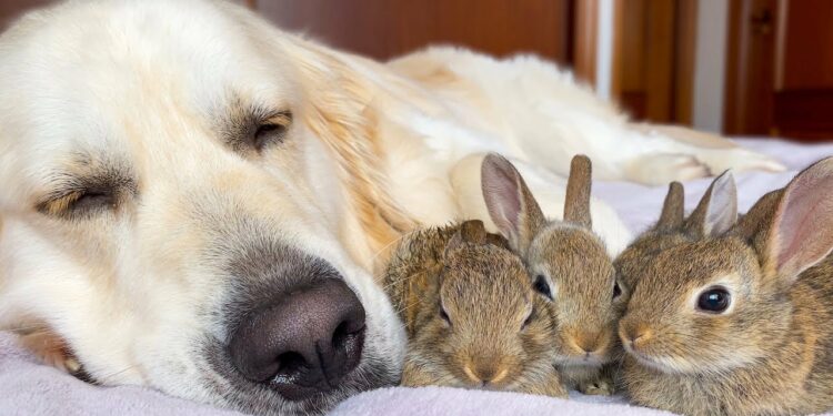 How To Save Baby Bunnies From Dogs