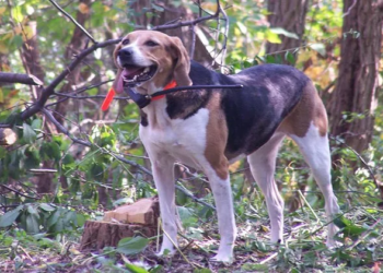 How To Train A American Foxhound