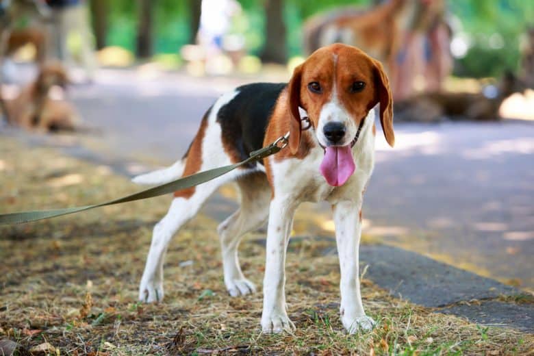 How To Train A American-Foxhound