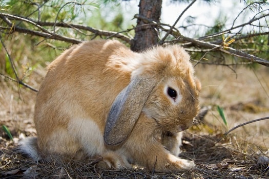 How To Treat Rabbit Diarrhea-At-Home