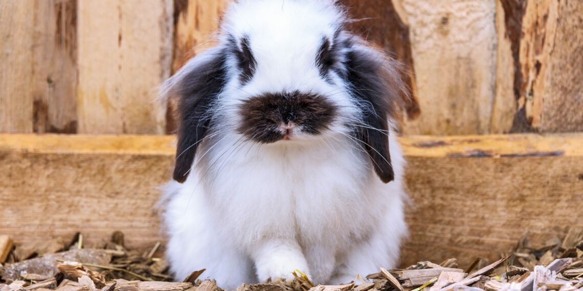 How To Treat Rabbit Diarrhea At Home? MyPetCareJoy