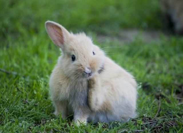 How To Treat Rabbit Fleas