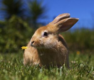 How Well Can Rabbits-See
