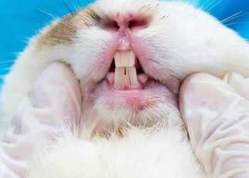 How to Fix Rabbit Teeth Discoloration