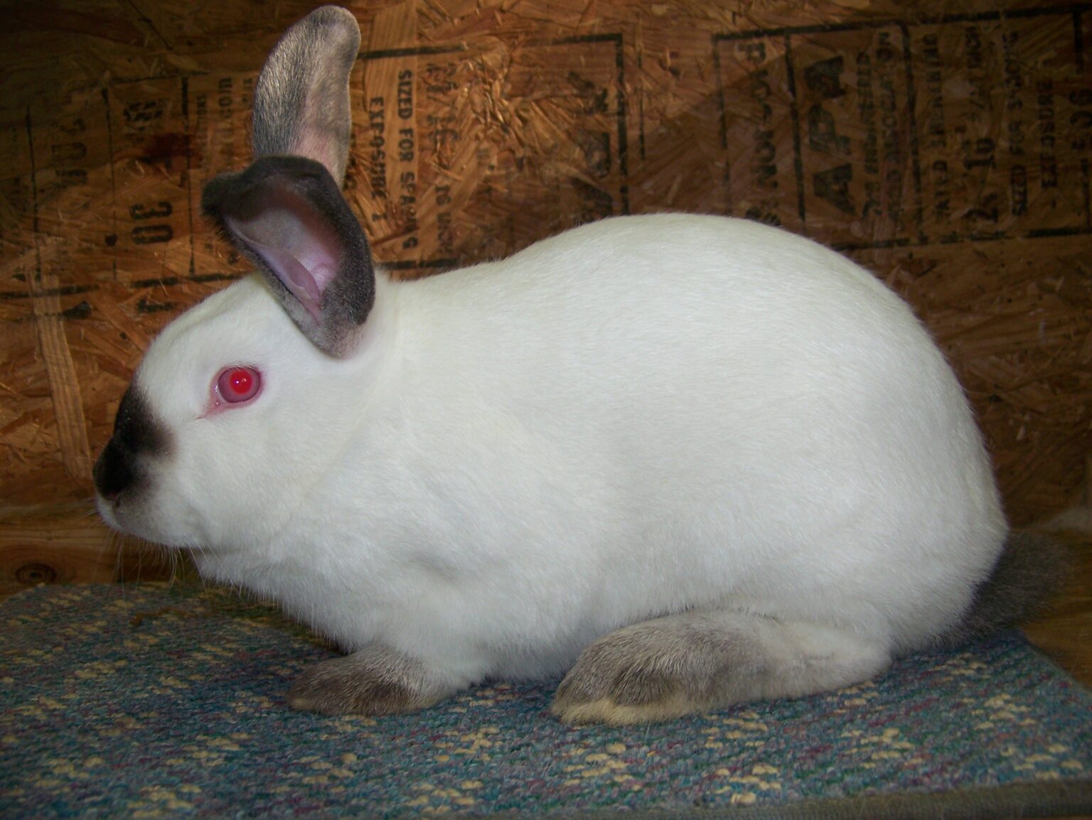 Is My Rabbit Pregnant? MyPetCareJoy