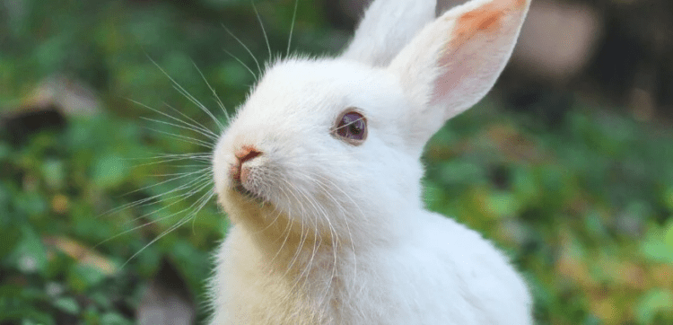 Is Vinegar Safe For Rabbits? | MyPetCareJoy