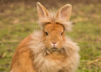 Lionhead Rabbit