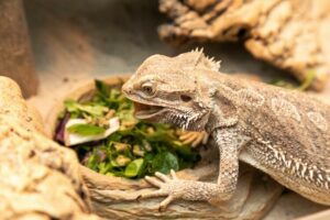 Make Salad For Your Bearded-Dragon