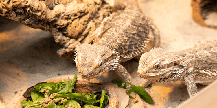 Make Salad For Your Bearded Dragon