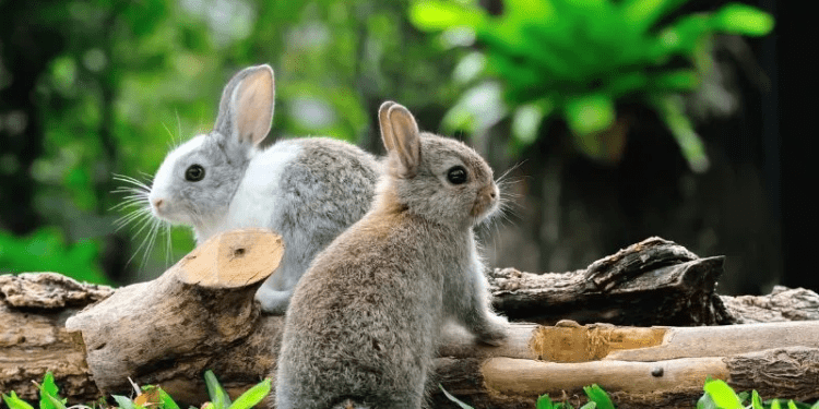 Male And Female Rabbit