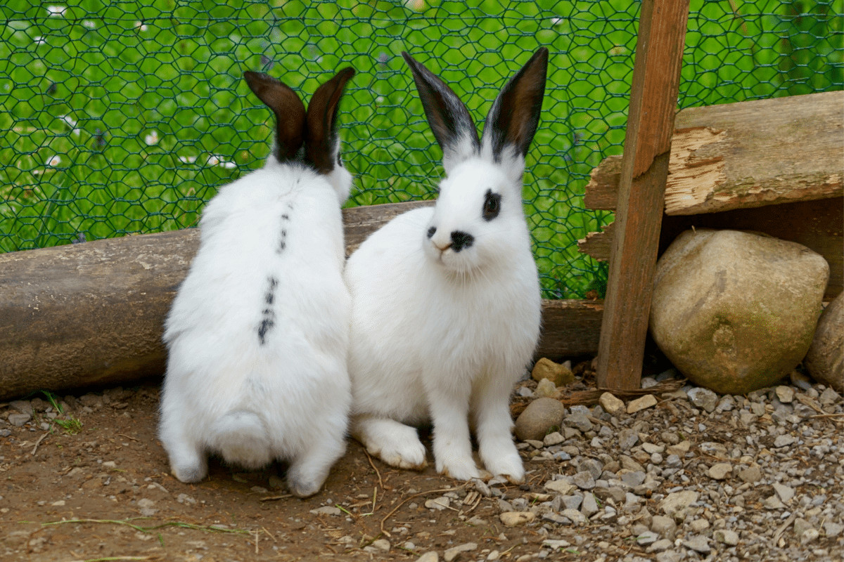 Male And Female-Rabbit 