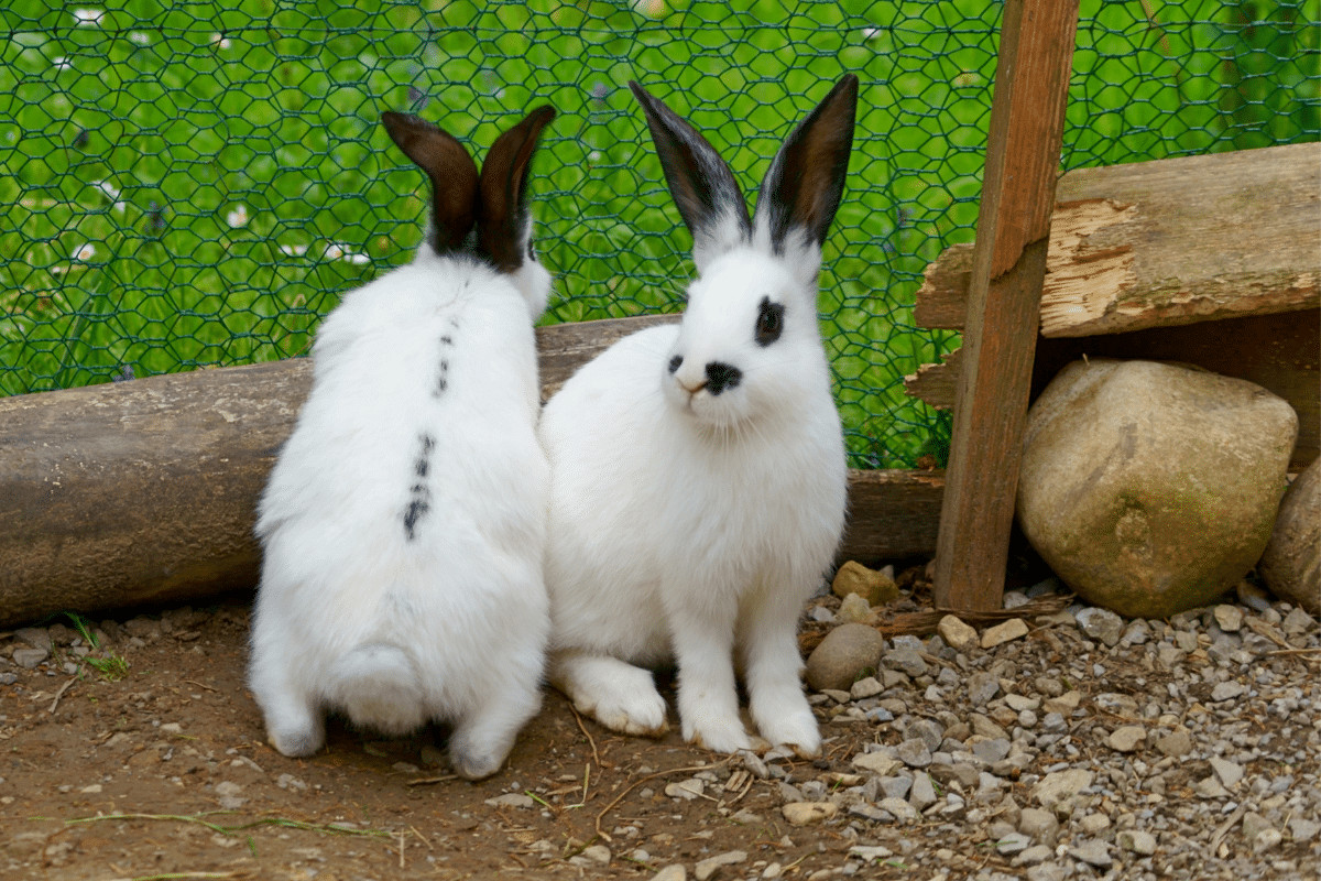 Male And Female Rabbit | Which One Makes A Better Pet? | MyPetCareJoy