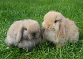 Mini Lop Rabbit