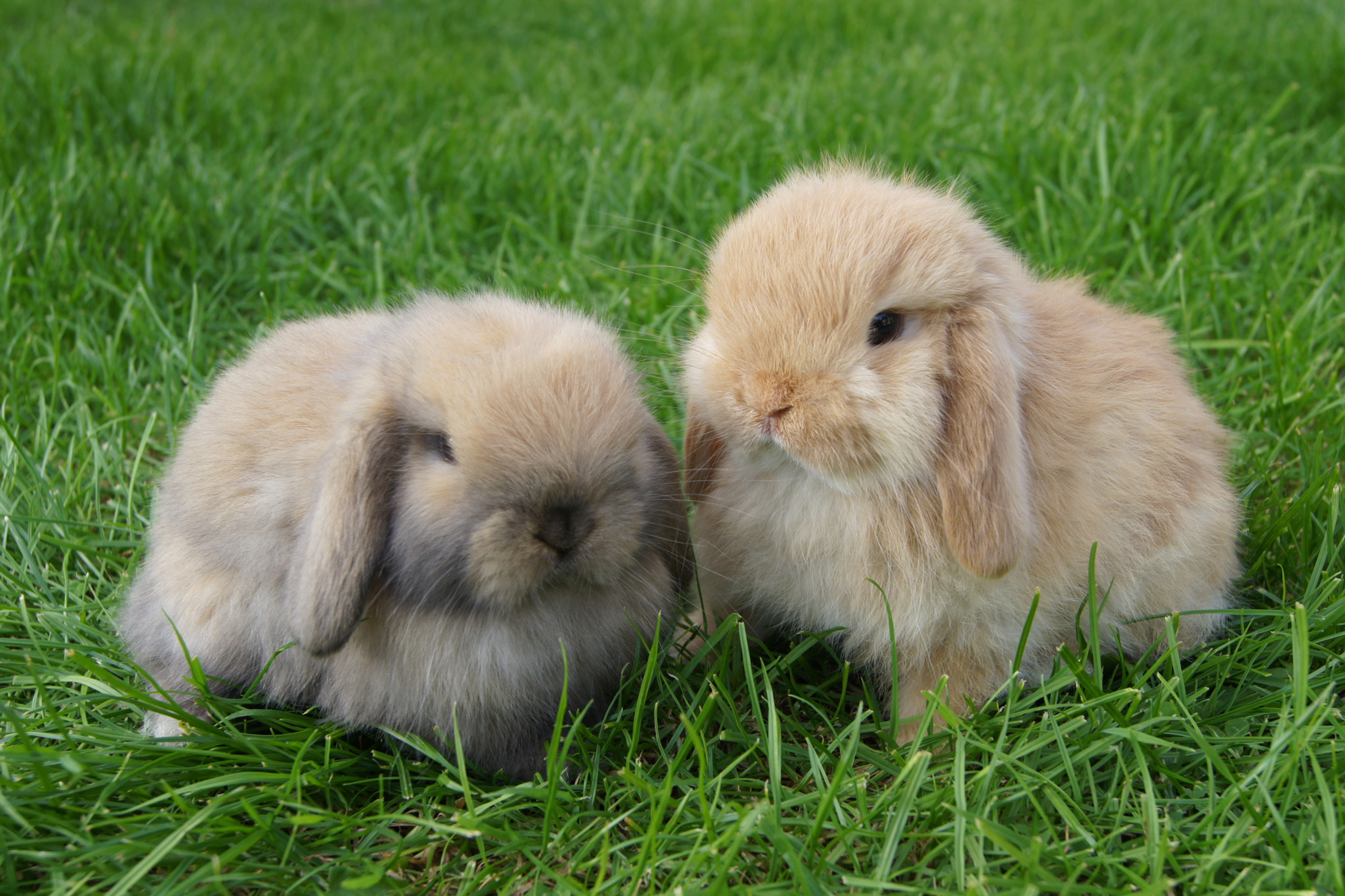 Rabbits for sale in cornwall