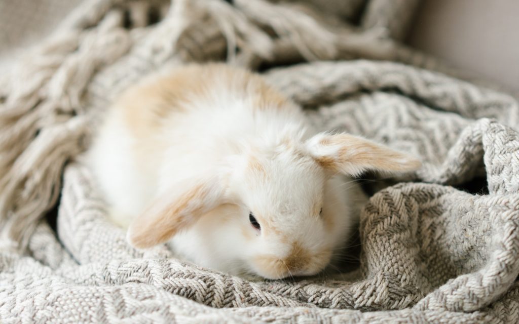 Rabbit In Your-Bedroom