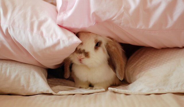Rabbit In Your Bedroom