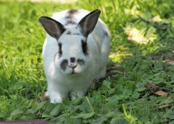 Rabbit Is Scared