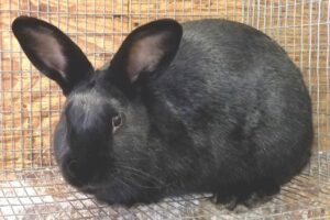 Satin Rabbit Breed- Everything You Need To Know