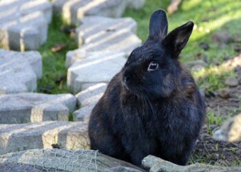 Signs Of Old Age In Rabbits