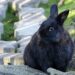 Signs Of Old Age In Rabbits