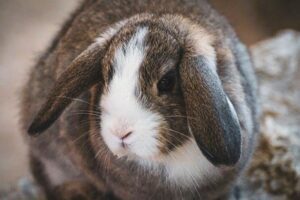 Signs Of Old Age -In Rabbits