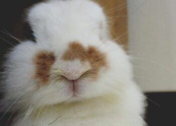 Wet Nose On A Rabbit