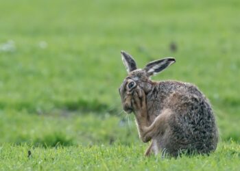 What Do Your Rabbit's Green Paws Indicate