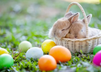What Does a Rabbit Have To Do With Easter