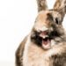 Why Do Rabbits Grunt