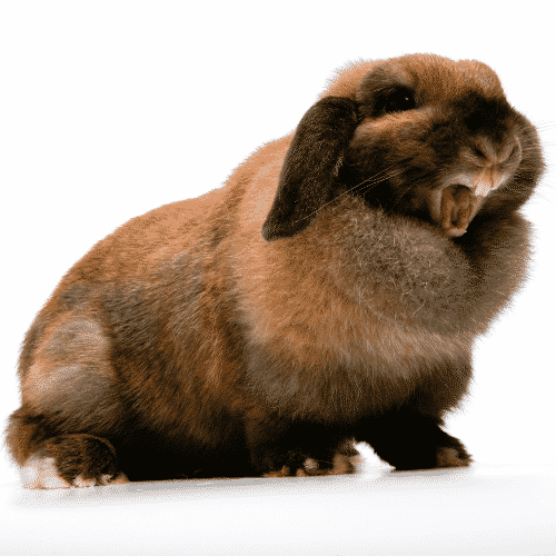 Why Do Rabbits Grunt? MyPetCareJoy