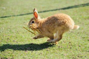 Why Do Rabbits-Hop