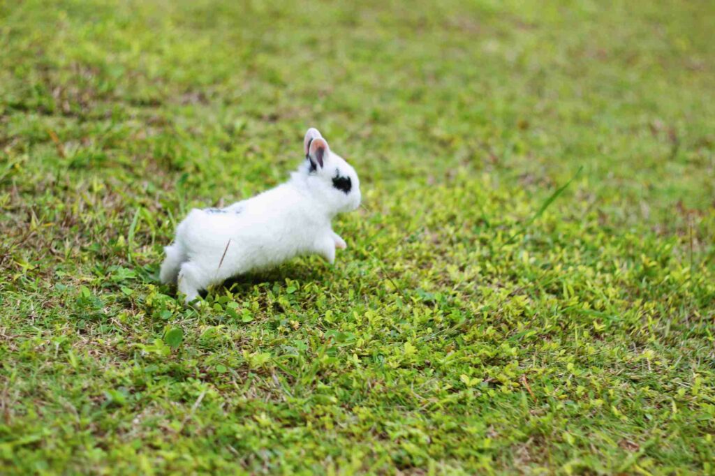 Why Do Rabbits Run In Circles Around My Feet? MyPetCareJoy
