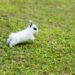 Why Do Rabbits Run In Circles Around My-Feet