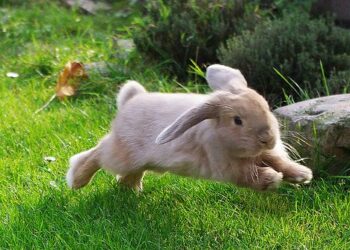 Why Do Rabbits Run In Circles Around My Feet