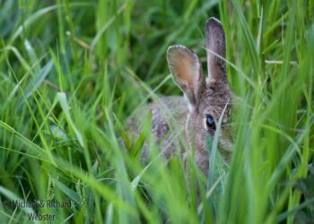 Why Is My Bunny Suddenly Hiding