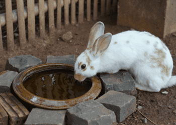Why Is My Rabbit Drinking A Lot Of Water