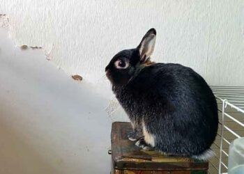 Why Is My Rabbit Eating The Wall