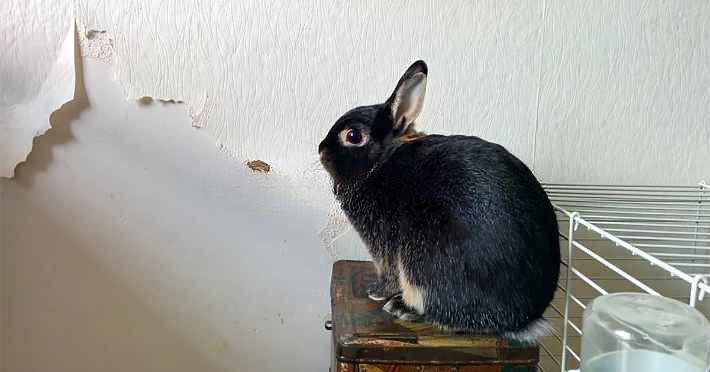 Why Is My Rabbit Eating The Wall