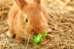 Why Is My Rabbit Losing-Weight