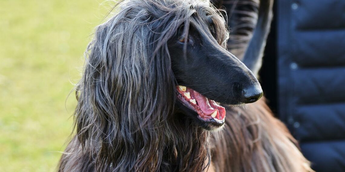 Best Dog Ear Cleaners For Afghan Hound