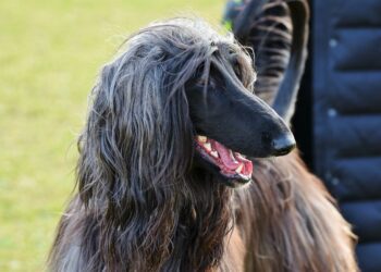 Best Dog Ear Cleaners For Afghan Hound