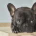 5 Best Food For French Bulldog With A Sensitive Stomach