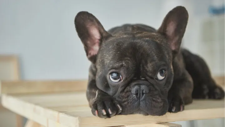 5 Best Food For French Bulldog With A Sensitive Stomach