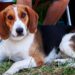 Best Brush For American Foxhound