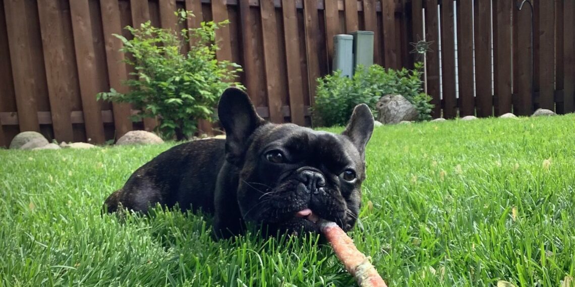 Best Bully Sticks For Frenchies